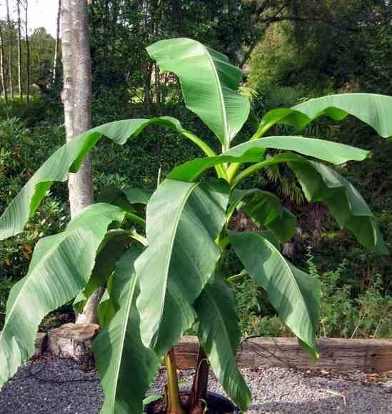 Sans Marque - Musa dajiao (banane comestible) Couleur floraison:rose - Taille:Pot de 14 litres - 120/140 cm - Image 2