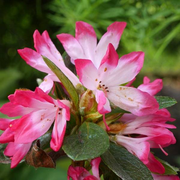 Promesse de Fleurs - Azalée japonaise - Azalea japonica Izumi no mai Pot de 3L/4L - Image 1