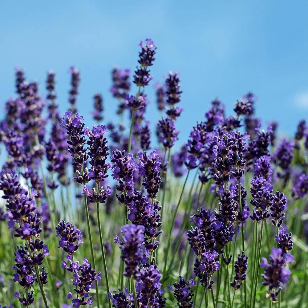 Promesse de Fleurs - Lavande vraie Siesta - Lavandula angustifolia Siesta Godet de 8/9 cm