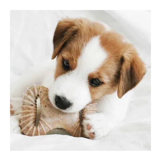 Benebone - Jouet A Mâcher Dentaire Pour Chiots Puppy 2-pack Dental Chew/wishbone 10cm - - Image 3