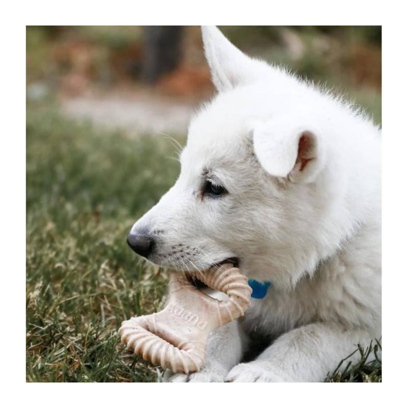 Benebone - Jouet A Mâcher Dentaire Pour Chiots Puppy 2-pack Dental Chew/wishbone 10cm - - Image 4