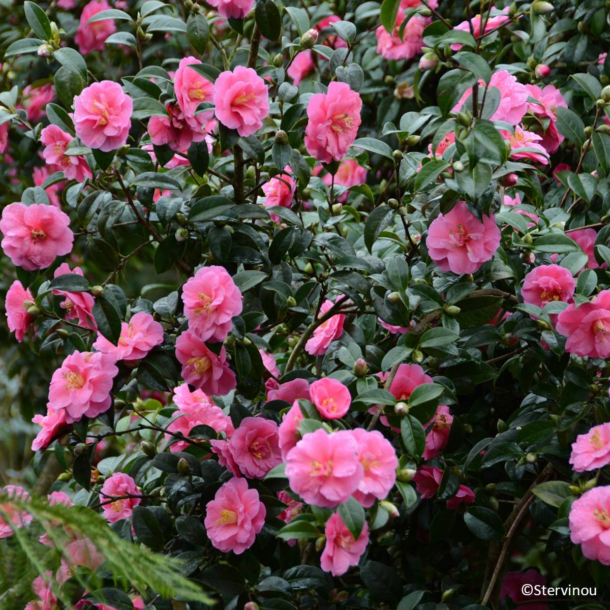 Camélia Inspiration - Camellia x reticulata Pot de 4L/5L