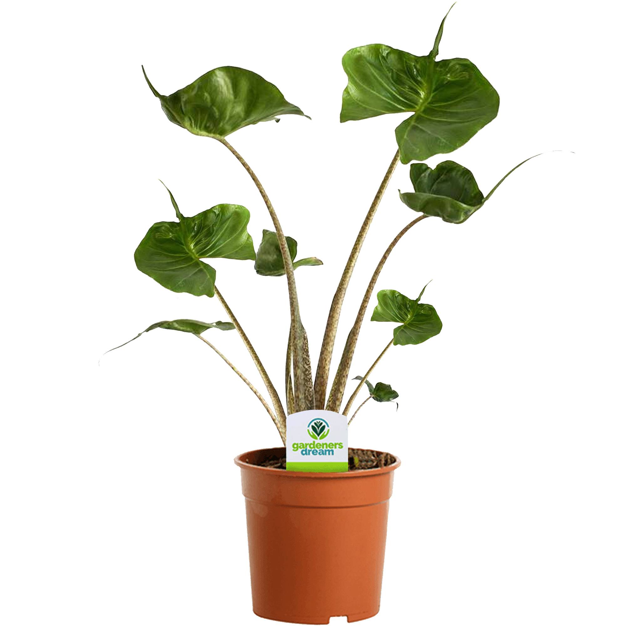 Gardenersdream - Alocasia Stingray Plante Oreille D’Éléphant Plante Pour La Maison Ou Le Bureau | Plante D’Intérieur Rare - GardenersDream - Image 1