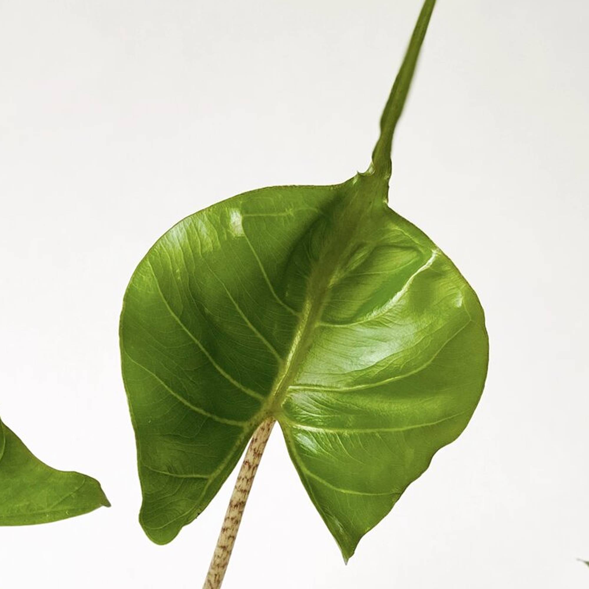 Gardenersdream - Alocasia Stingray Plante Oreille D’Éléphant Plante Pour La Maison Ou Le Bureau | Plante D’Intérieur Rare - GardenersDream - Image 3