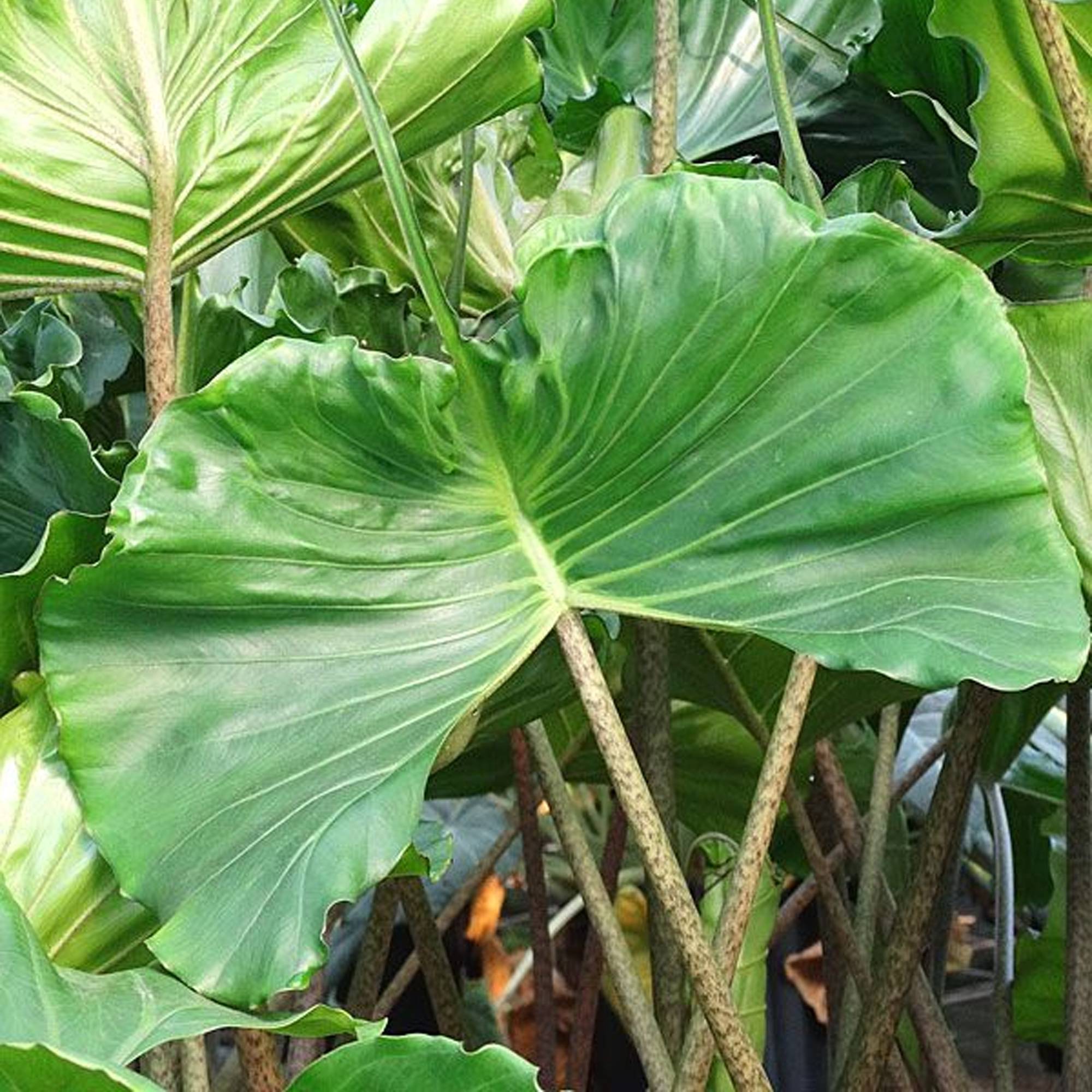 Gardenersdream - Alocasia Stingray Plante Oreille D’Éléphant Plante Pour La Maison Ou Le Bureau | Plante D’Intérieur Rare - GardenersDream - Image 4