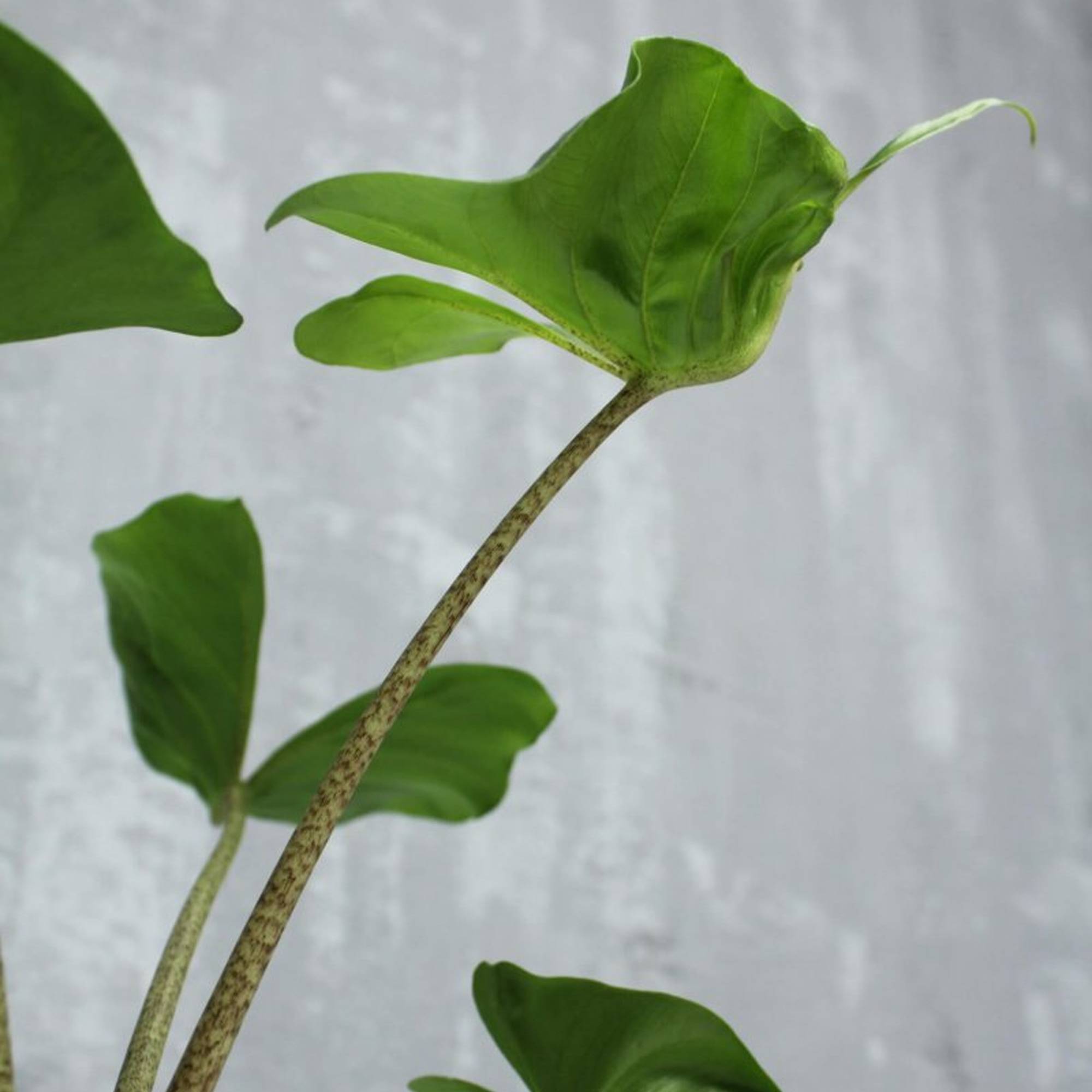 Gardenersdream - Alocasia Stingray Plante Oreille D’Éléphant Plante Pour La Maison Ou Le Bureau | Plante D’Intérieur Rare - GardenersDream - Image 2