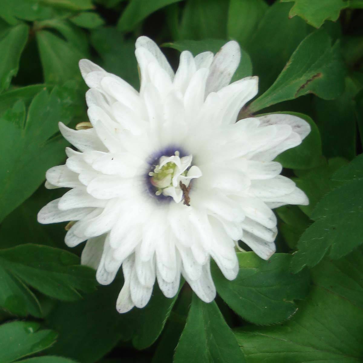 Anemone nemorosa Blue Eyes - Anémone des bois Godet de 8/9 cm calibre I