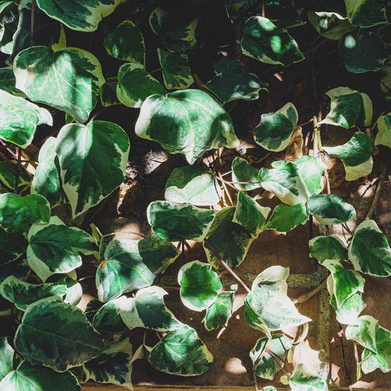 Lierre commun - Hedera helix Marginata Elegantissima Pot de 2L/3L