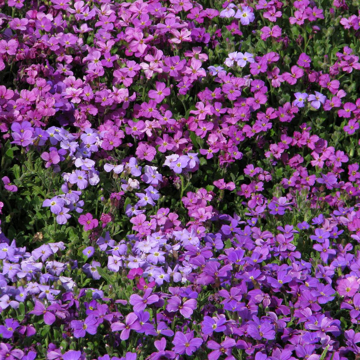 Graines d'Aubriète Mixed Hybrids le sachet de 500 graines environ (0,15g)