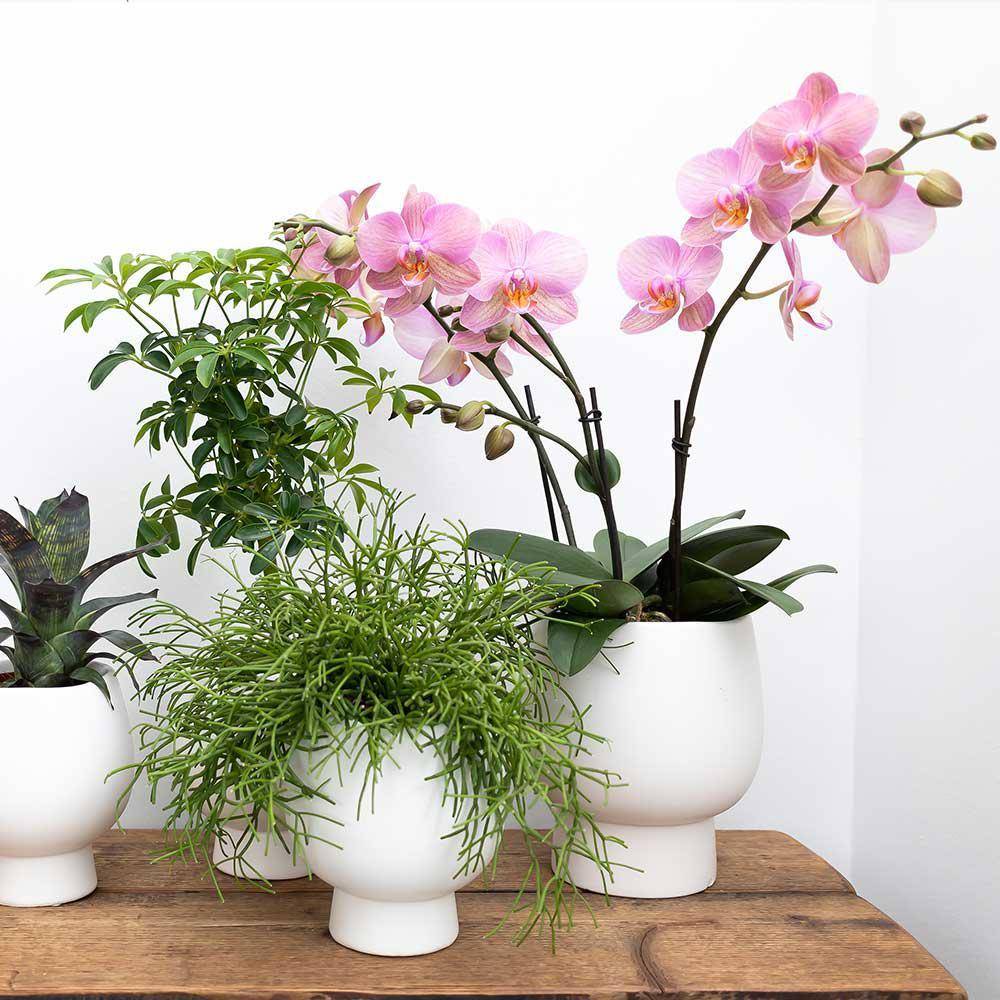 La Green Touch - Orchidée Andorra et son pot- La Green Touch Blanc Scandic - Hauteur 35cm - Image 2