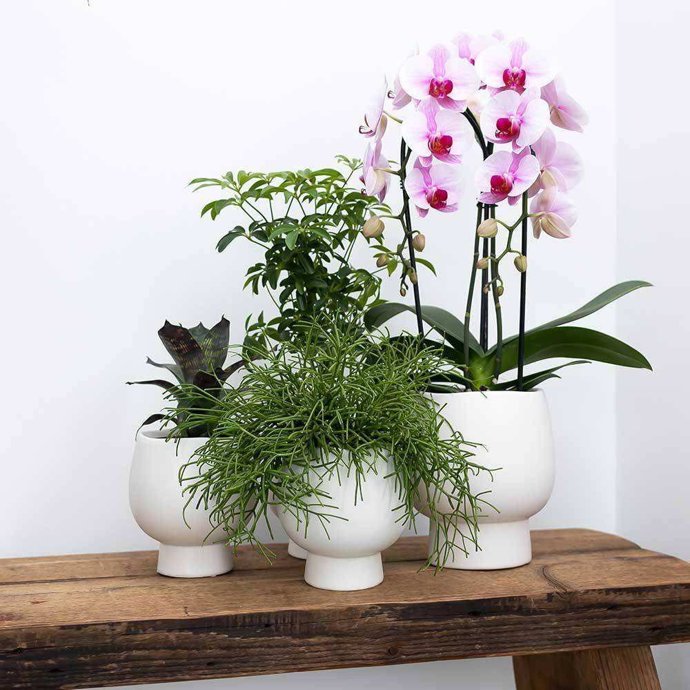 La Green Touch - Orchidée Andorra et son pot- La Green Touch Blanc Scandic - Hauteur 35cm - Image 4
