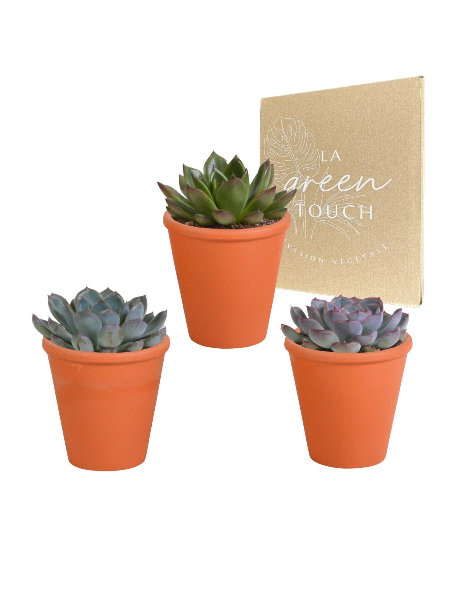 Trio d'Echeveria et leurs caches-pots terracotta h15cm- La Green Touch - Image 1