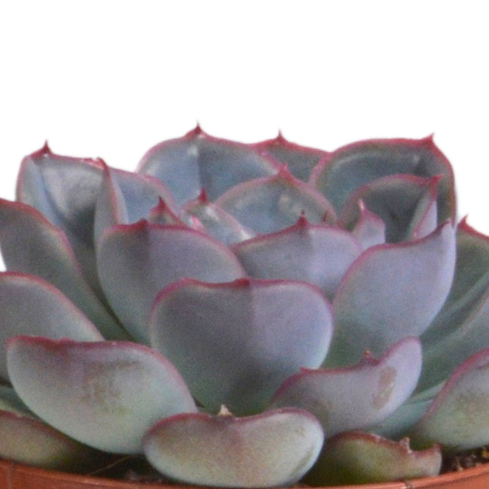 Trio d'Echeveria et leurs caches-pots terracotta h15cm- La Green Touch - Image 5