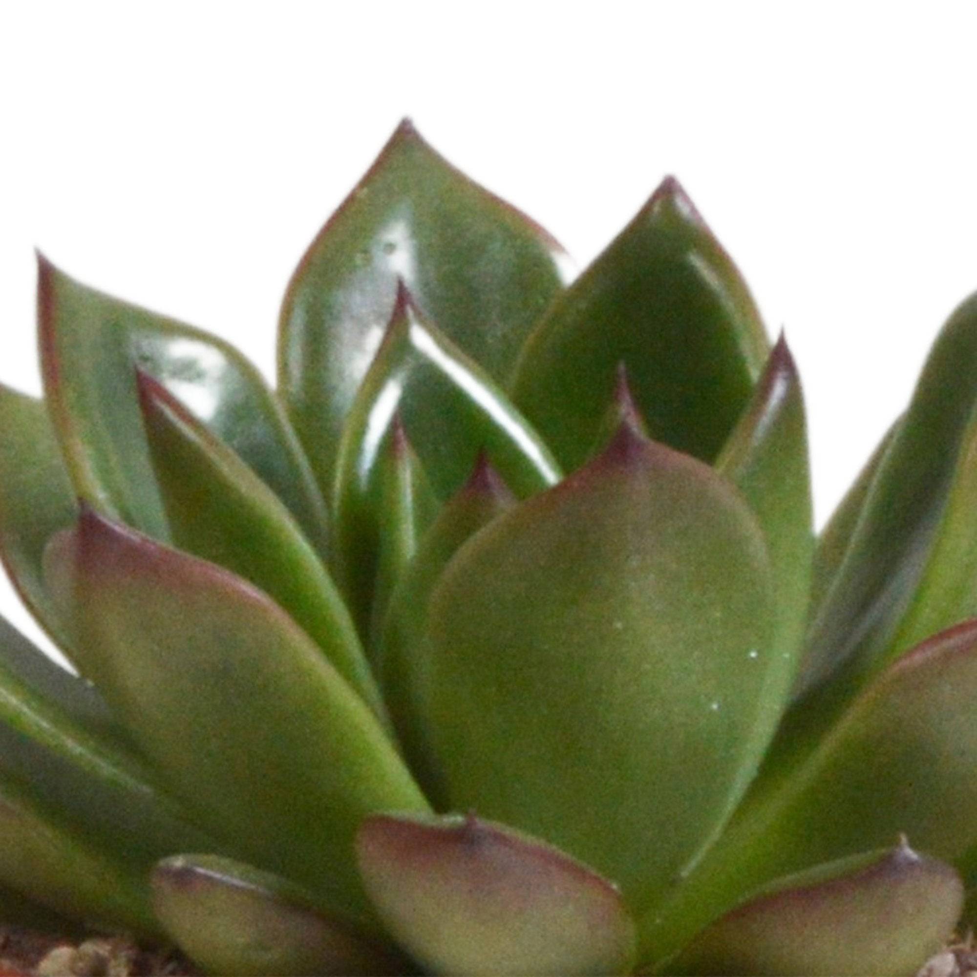 Trio d'Echeveria et leurs caches-pots terracotta h15cm- La Green Touch - Image 4