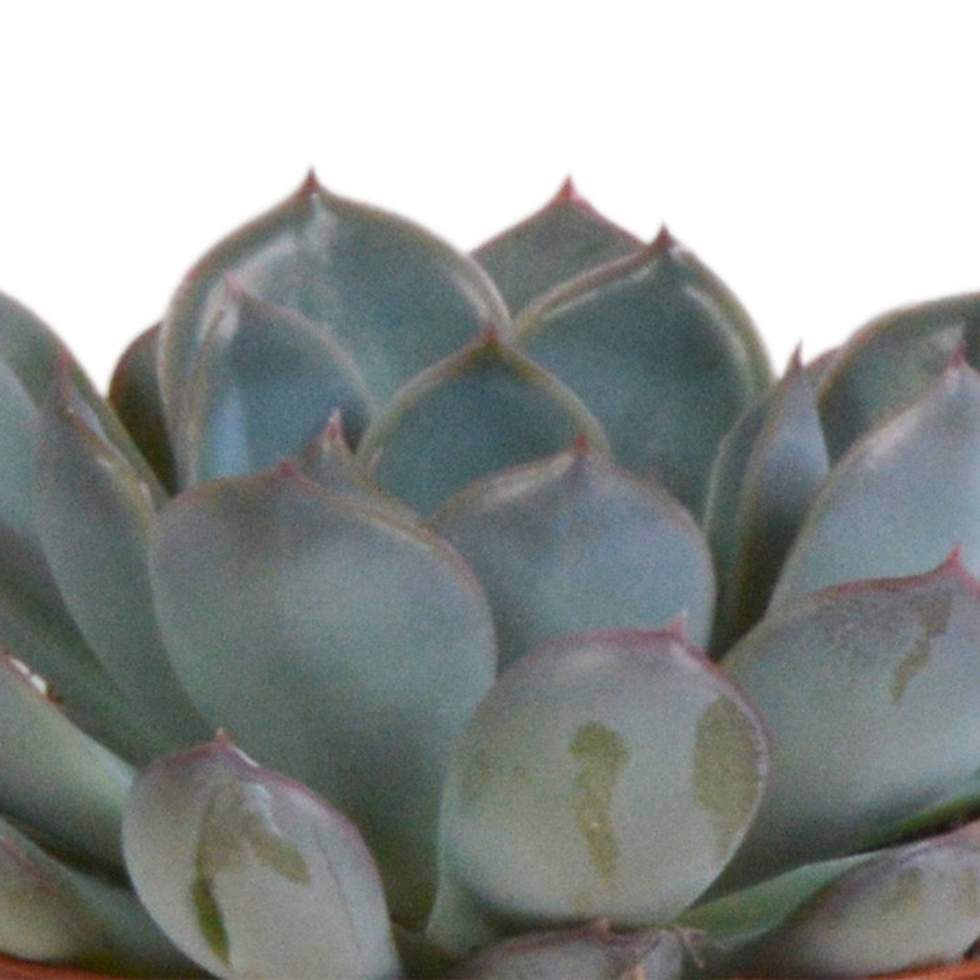 Trio d'Echeveria et leurs caches-pots terracotta h15cm- La Green Touch - Image 3
