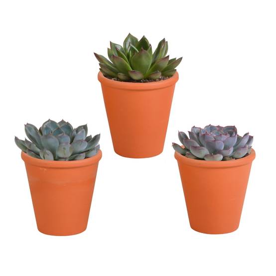 Trio d'Echeveria et leurs caches-pots terracotta h15cm- La Green Touch - Image 2