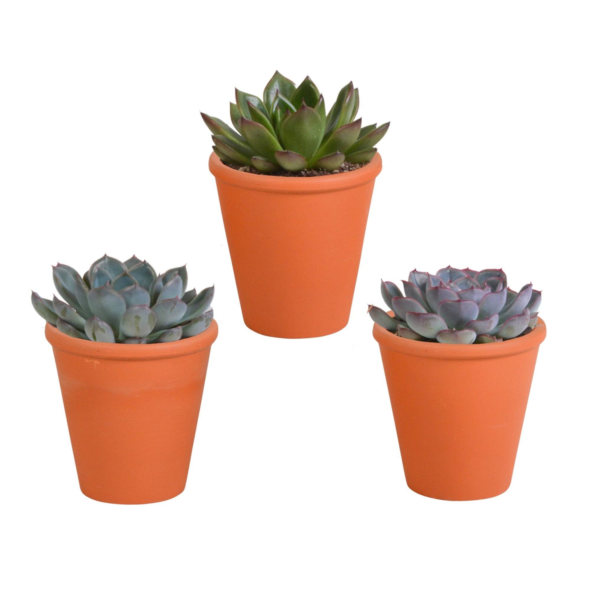 Trio d'Echeveria et leurs caches-pots terracotta h15cm- La Green Touch - Image 2
