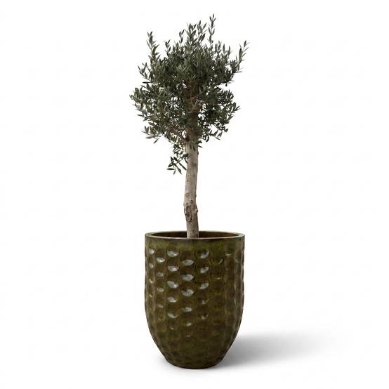 Lot olivier + pot MEROVEE 55x65cm vert tropical, fait main en terre cuite émaillée