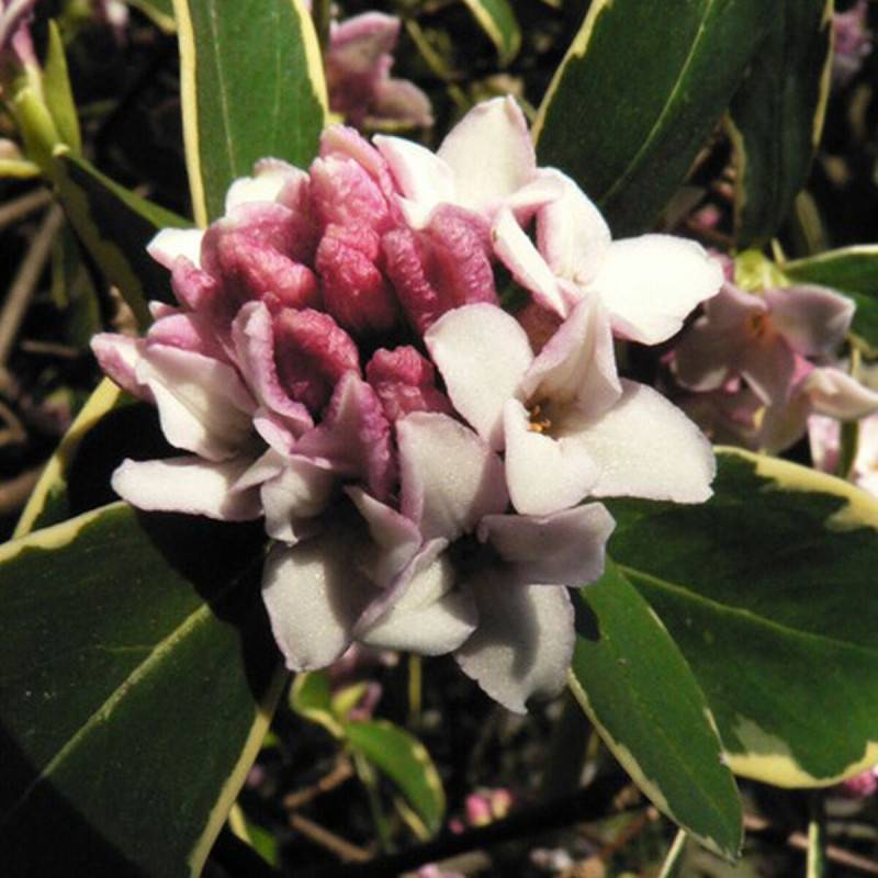 Daphne Aureomarginata, Daphné panaché à fleurs Rose - feuillage Persistant - Godet - 5/20 cm-  hauteur à maturité De 1,00 m à 1,50 m - Image 2
