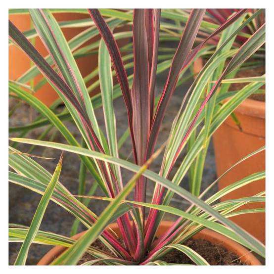 Cordyline australe Can Can® - Pot de 4L - 30/60 cm - Image 1