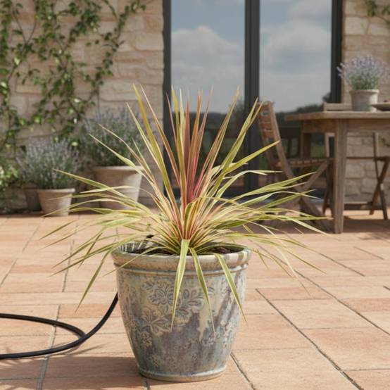 Cordyline australe Can Can® - Pot de 4L - 30/60 cm - Image 3