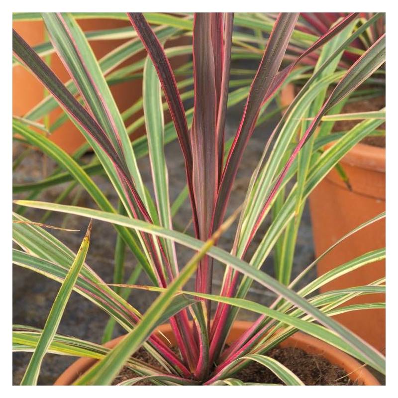 Cordyline australe Can Can® - Pot de 4L - 30/60 cm - Image 2