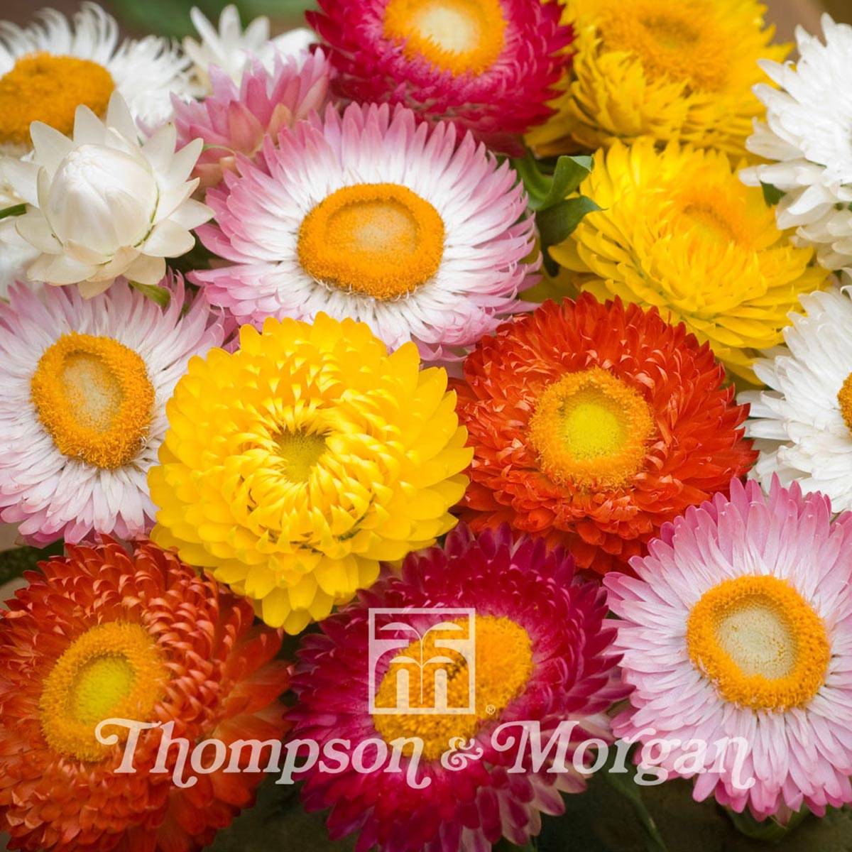 Graines d'Immortelle à bractées Bright Bikini Mixed (Helichrysum monstrosum) le sachet de 500 graines environ (4g)