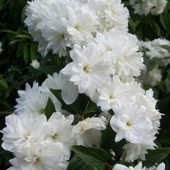 Seringat - Philadelphus Frosty Morn Godet de 8/9 cm