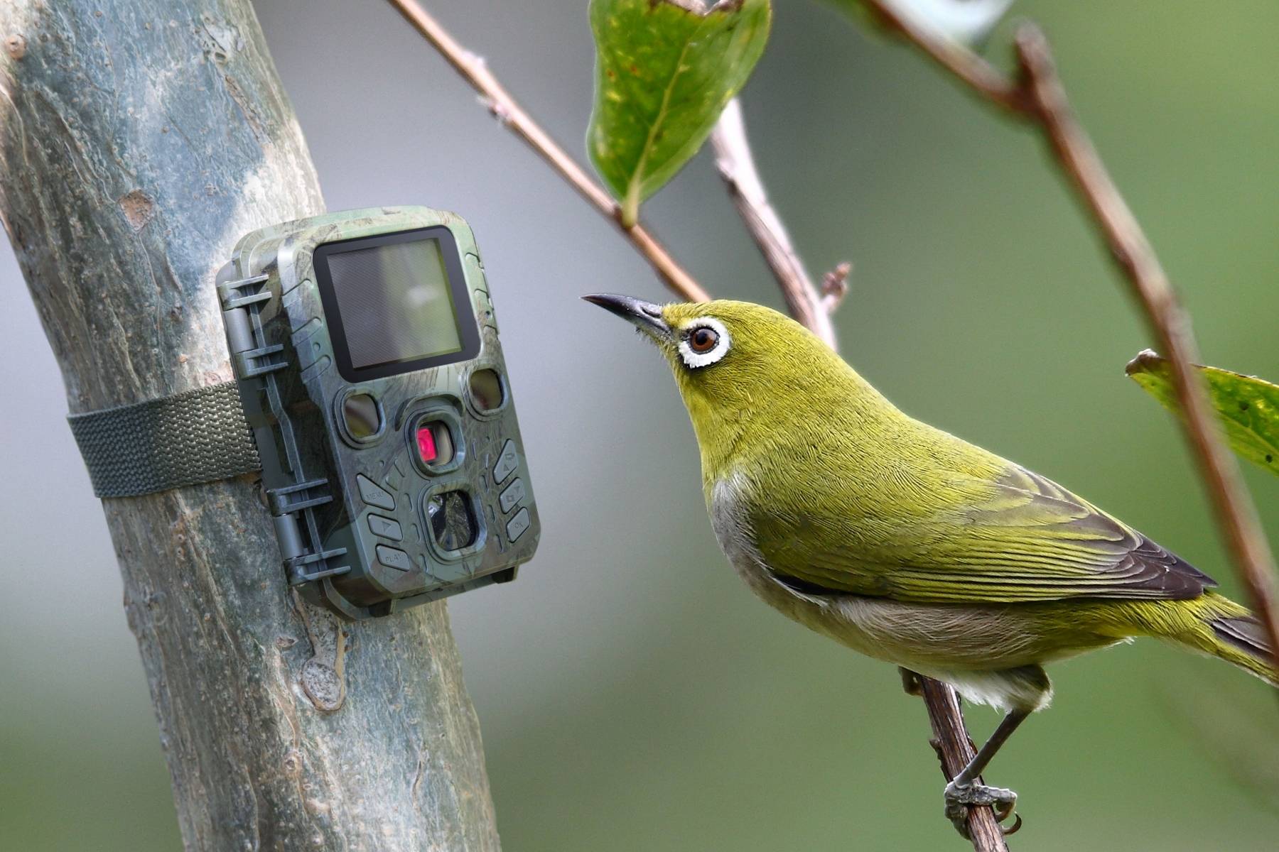 TECHNAXX - CAMERA DE SURVEILLANCE NATURE FULL HD TX-117 - Image 4