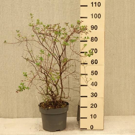 Escallonia C.F. Ball Pot de 7,5L/10L - Image 2