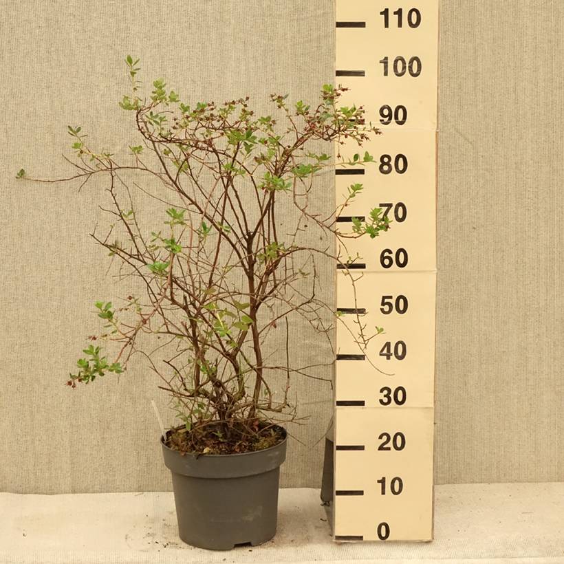 Escallonia C.F. Ball Pot de 7,5L/10L - Image 2