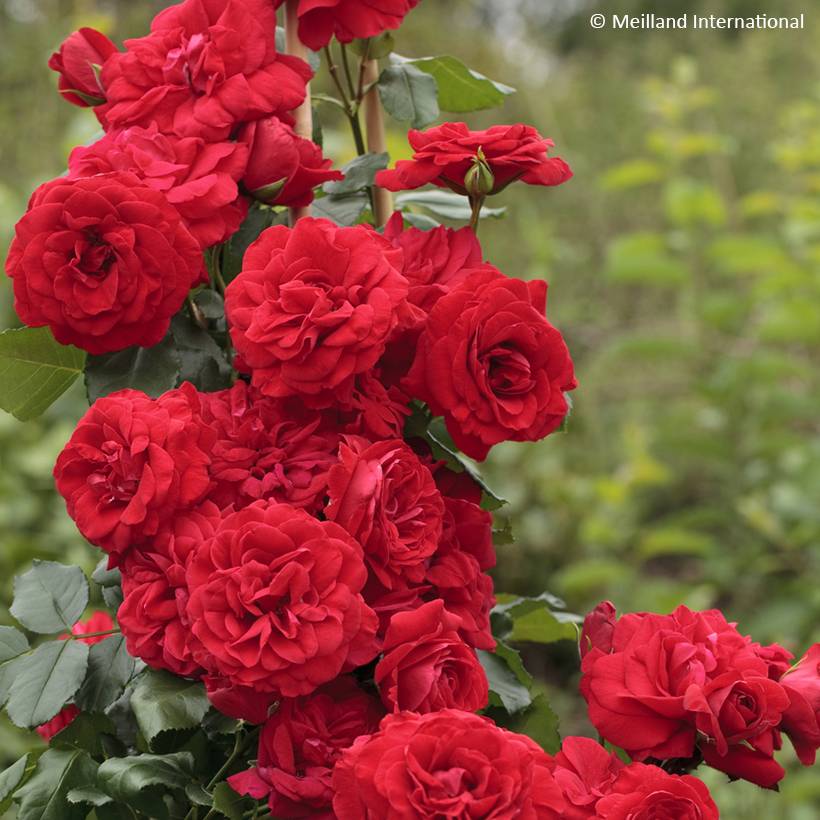 Rosier grimpant Negresco Pot de 4L/5L