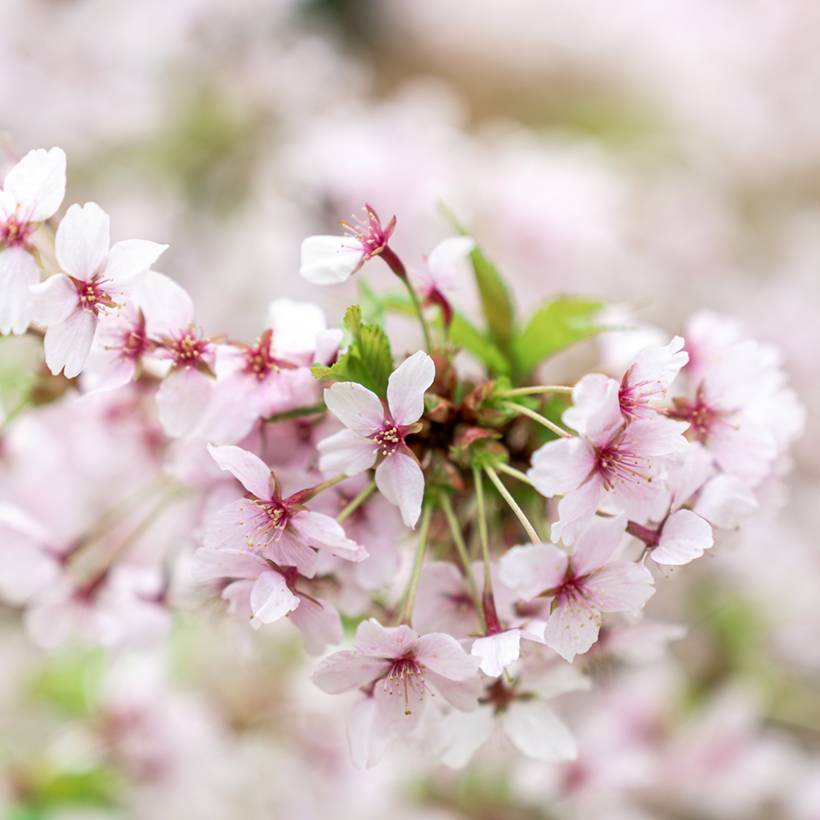 Cerisier à fleurs - Prunus nipponica Brillant Pot de 2L/3L - Image 1