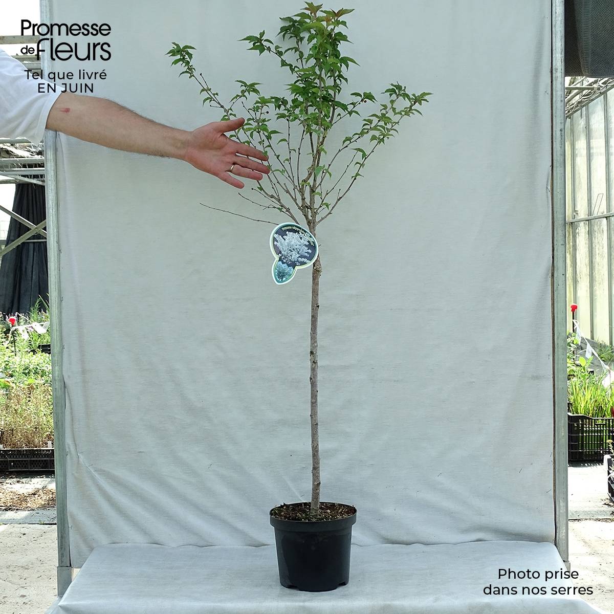 Cerisier à fleurs - Prunus nipponica Brillant Pot de 2L/3L - Image 2