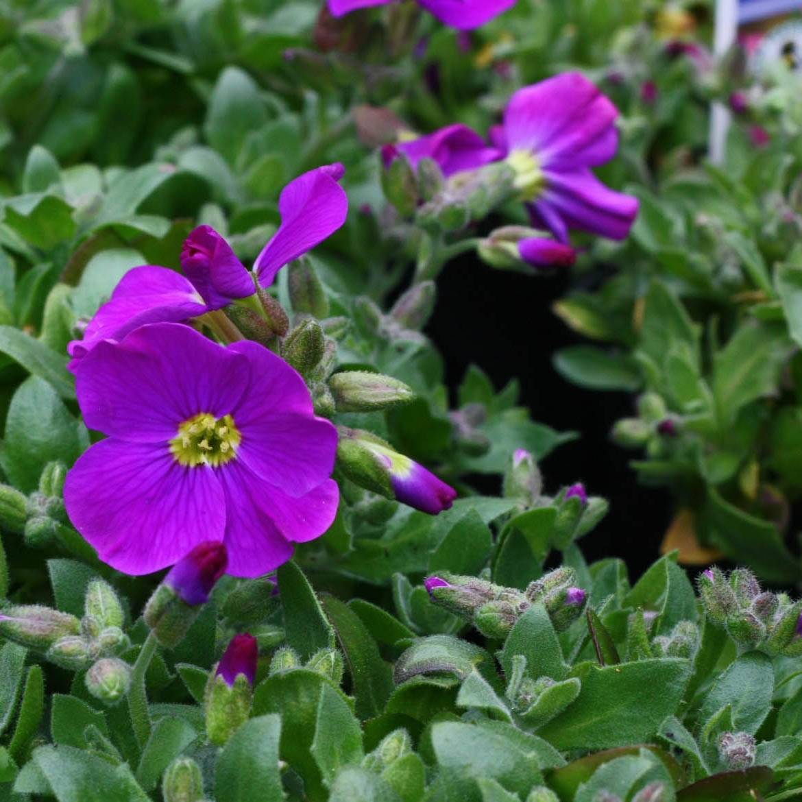 Promesse de Fleurs - Aubriete Kitte® Bleu (Blue) - Aubrieta x gracilis Godet de 8/9 cm