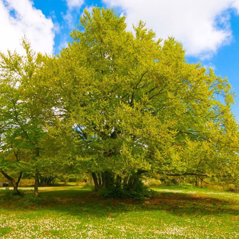 Hêtre commun (Fagus sylvatica) - Godet - Taille 20/40cm - Pépinières Naudet
