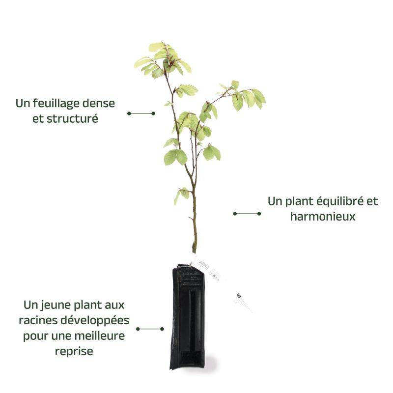 Hêtre commun (Fagus sylvatica) - Godet - Taille 20/40cm - Pépinières Naudet - Image 4