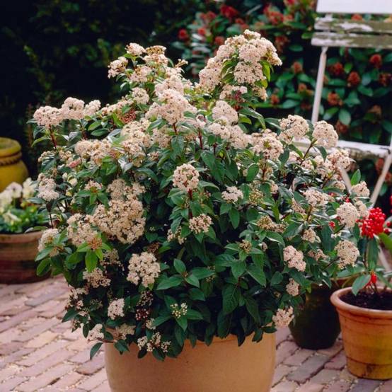 Laurier Tin (Viburnum tinus) - Godet - Taille 13/25cm - Pépinières Naudet - Image 1