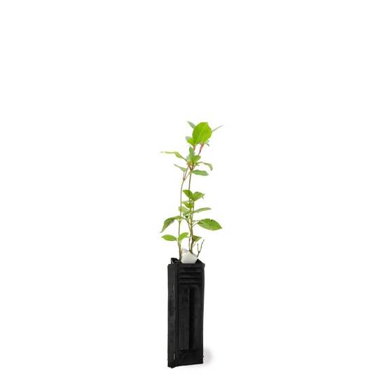 Laurier Tin (Viburnum tinus) - Godet - Taille 13/25cm - Pépinières Naudet - Image 2