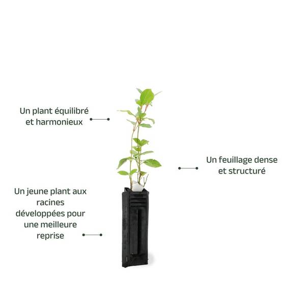 Laurier Tin (Viburnum tinus) - Godet - Taille 13/25cm - Pépinières Naudet - Image 3