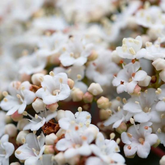 Laurier Tin (Viburnum tinus) - Godet - Taille 13/25cm - Pépinières Naudet - Image 4