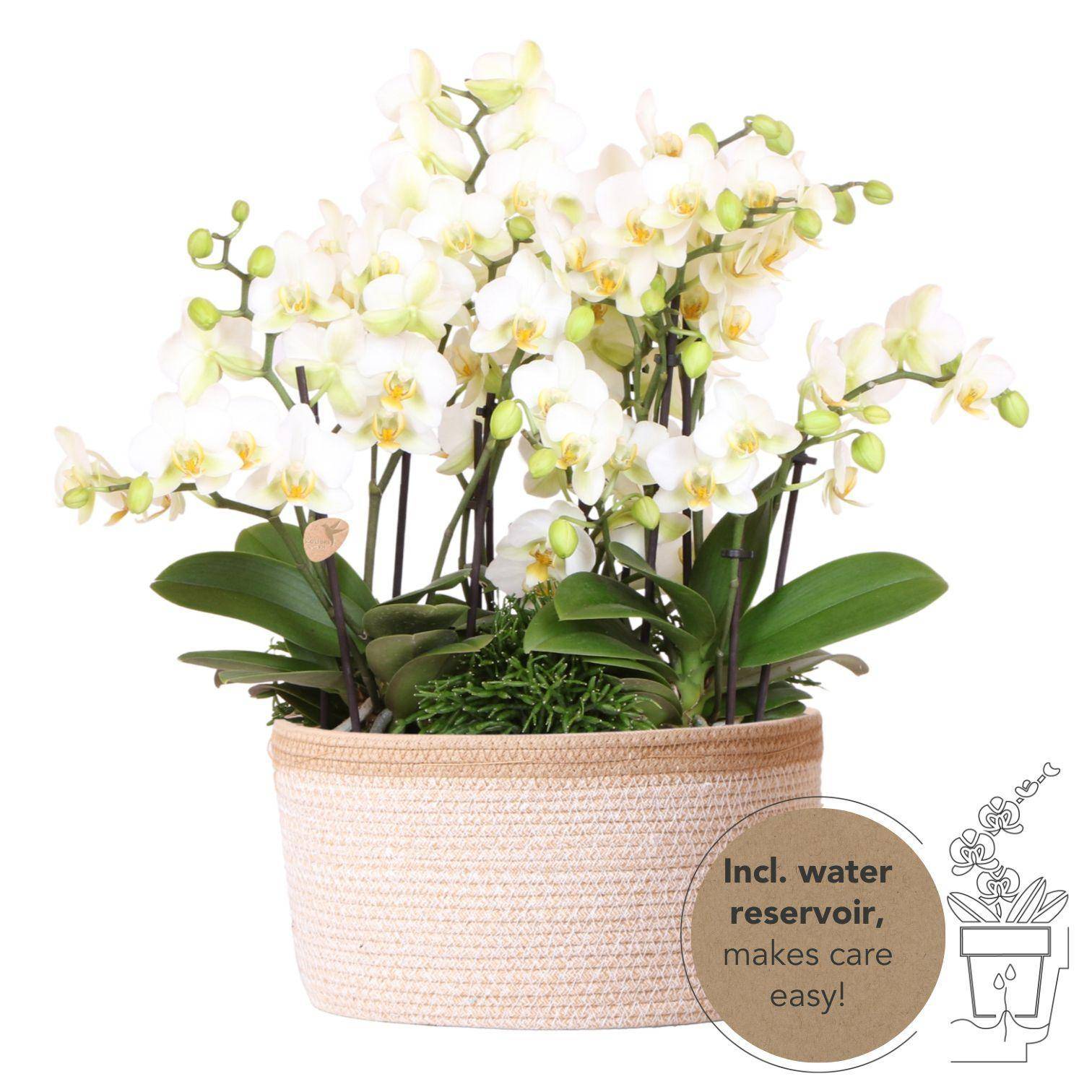 La Green Touch - Set de 3 orchidées blanches et 3 Rhipsalis dans un panier en coton avec réservoir d'eau- La Green Touch - Image 1