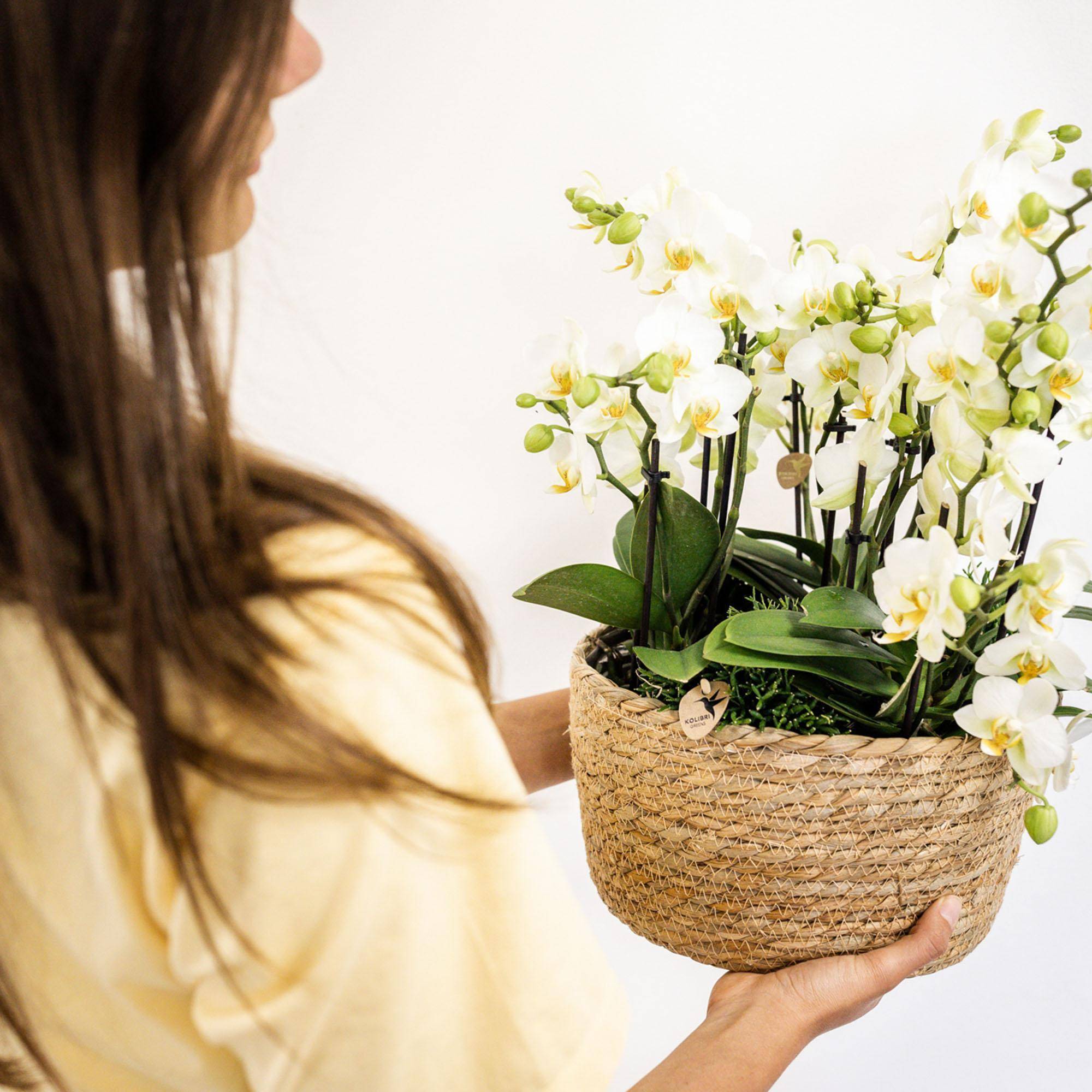 La Green Touch - Set de 3 orchidées blanches et 3 Rhipsalis dans un panier en coton avec réservoir d'eau- La Green Touch - Image 5
