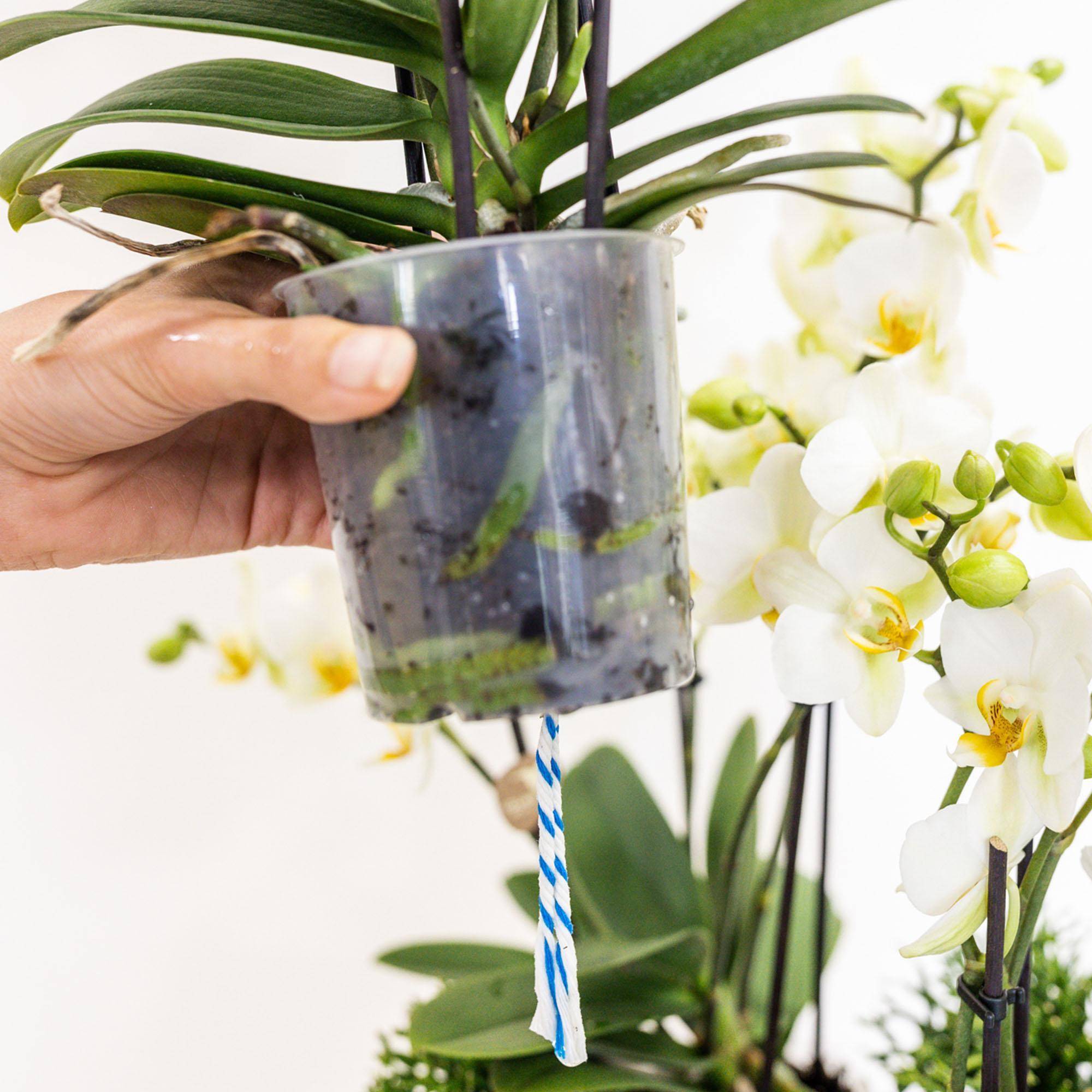 La Green Touch - Set de 3 orchidées blanches et 3 Rhipsalis dans un panier en coton avec réservoir d'eau- La Green Touch - Image 6