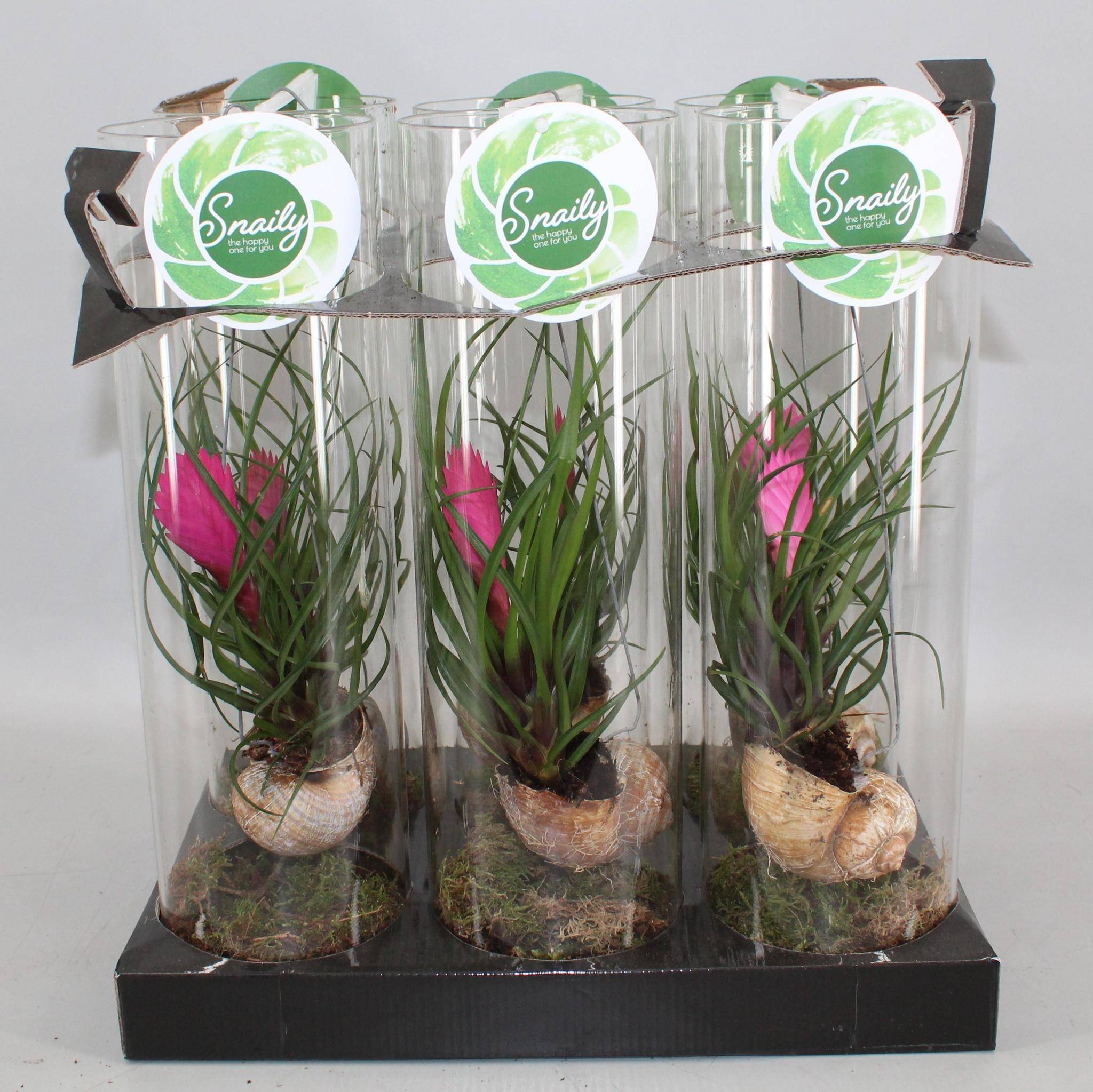 La Green Touch - Tillandsia cyanea - Tillandsia rose - H 38 cm, pot Ø11 cm