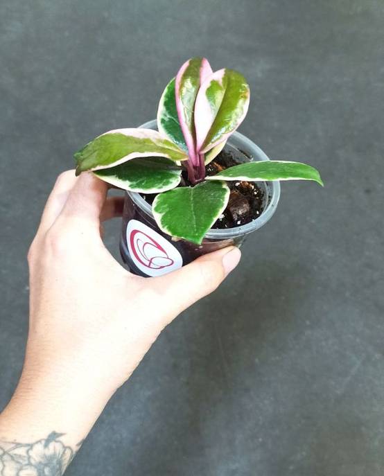 Hoya Carnosa Tricolor Flamingo Dream D. 6cm H. 10cm - Plante d'intérieur - IndoorPoppies - Image 4