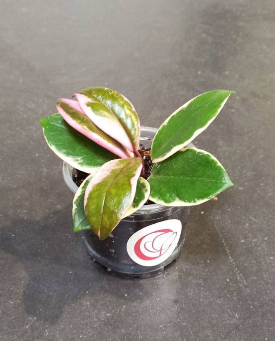 Hoya Carnosa Tricolor Flamingo Dream D. 6cm H. 10cm - Plante d'intérieur - IndoorPoppies - Image 1