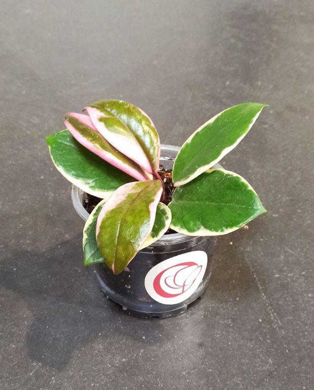 Hoya Carnosa Tricolor Flamingo Dream D. 6cm H. 10cm - Plante d'intérieur - IndoorPoppies