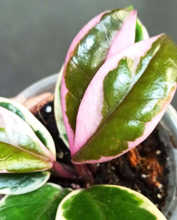Hoya Carnosa Tricolor Flamingo Dream D. 6cm H. 10cm - Plante d'intérieur - IndoorPoppies - Image 2