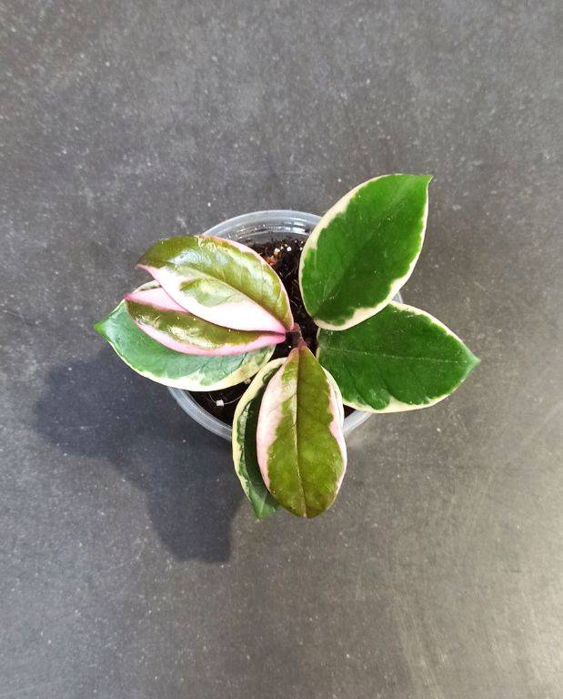 Hoya Carnosa Tricolor Flamingo Dream D. 6cm H. 10cm - Plante d'intérieur - IndoorPoppies - Image 6